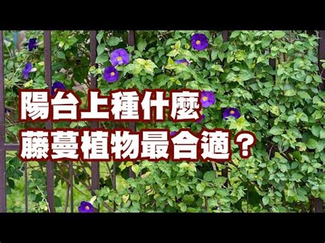 陽台爬藤植物風水